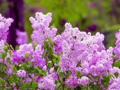 -Lamant Manor已闻花名关於蓝