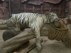 -清迈夜间动物园