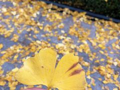 -百林公园-两江幸福广场