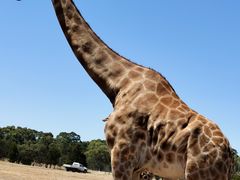 -威勒比开放式动物园