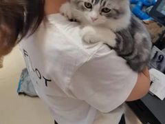 -飞行喵MR PILOT|猫舍·猫咖(静安大融城店)