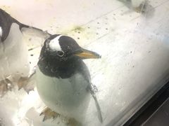 -大连圣亚海洋世界