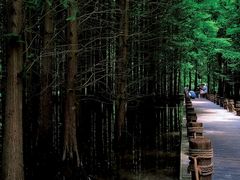 -桤木河湿地公园