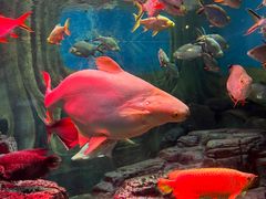 -上海海洋水族馆