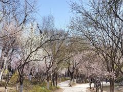 -桃花堤公园