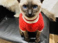 -猫色咖啡·猫咖