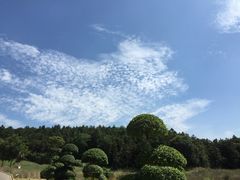 -大塘金香草谷