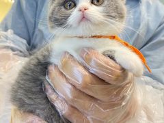 -lincat·猫舍(广州店)