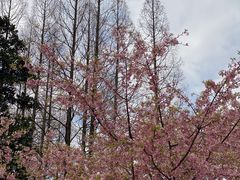 -杭州植物园