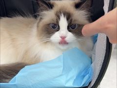 -四月宠物医院·猫专科·心脏专科·内科(转塘店)