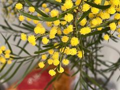 -厦门国家会计学院