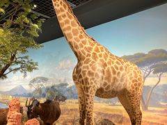 -陕西自然博物馆