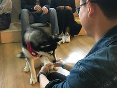 -Husky Go! 哈士奇体验馆·宠物咖啡厅狗咖