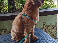 -汪说喵讲宠物乐园宠物酒店(红星美凯龙店)