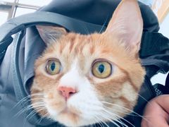-纳吉亚猫专科动物诊疗中心(蒋宅口分院)