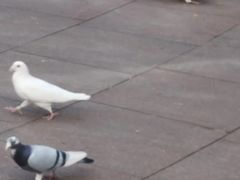 -中粮·祥云小镇