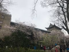 -武汉大学-樱园