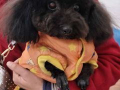 -荣耀金沙动物医院(清江西路店)