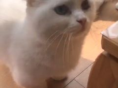 -MOYOYO猫咪咖啡店