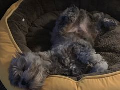 -康乐宝动物医院