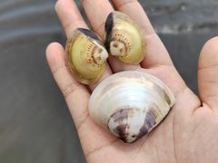 -台山黑沙湾海浴场