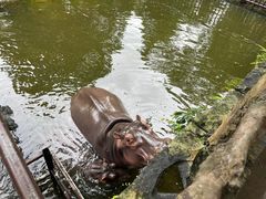 -海南热带野生动植物园