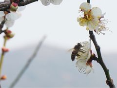 -香雪海