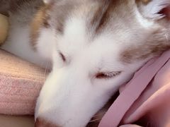 -Husky Go! 哈士奇体验馆·宠物咖啡厅狗咖