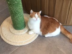 -飞行喵MR PILOT|猫舍·猫咖(静安大融城店)