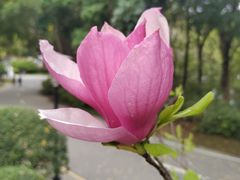 -深圳国际园林花卉博览园