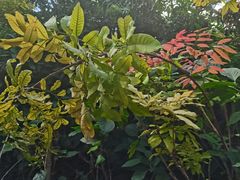 -呀路古热带植物园