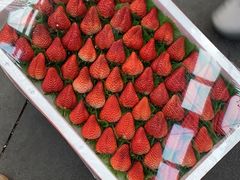 -西郊国际农产品交易中心