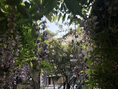 -喵屿·大理花园猫咖