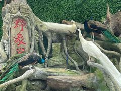-野象谷景区