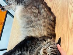 -豆逗聊愈猫阁Easy Life