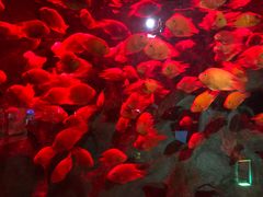 -洛阳龙门海洋馆