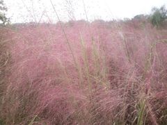 -艾溪湖湿地公园