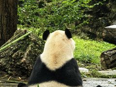 -都江堰中华大熊猫苑