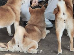 -柴犬高等学院·狗咖·柴犬售卖·宠物训练