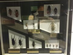 -上海昆虫博物馆