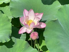 -莲花池公园