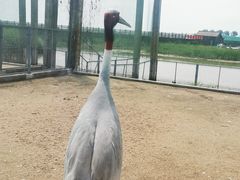 -盐城丹顶鹤湿地生态旅游区