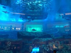-迪拜水族馆及水下动物园