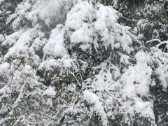 -八大山人梅湖景区