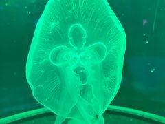 -泉城欧乐堡海洋极地世界