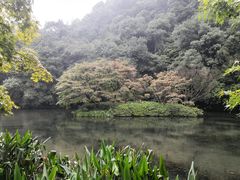 -龙井村