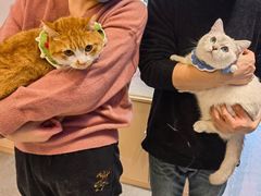 -山宅一喵德文卷毛猫舍