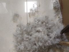 -北京观赏动物医院·24小时大型综合·猫专科·异宠专科