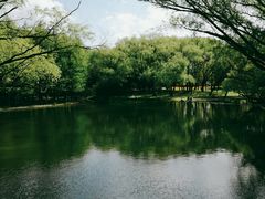 -上海共青森林公园