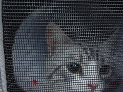 -天使宠物医院·犬猫分诊(彩虹店)